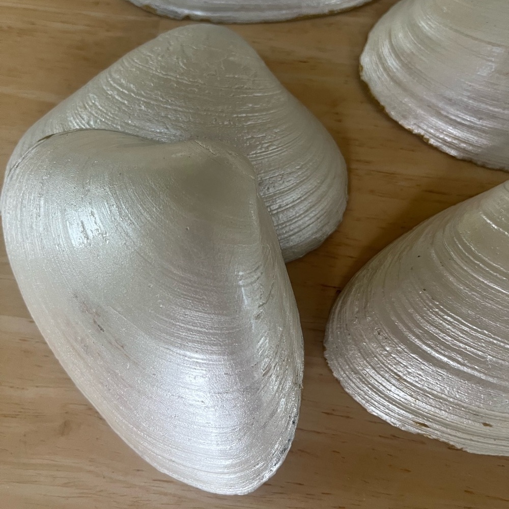 6-Pearl painted shells - Picture 7 of 9